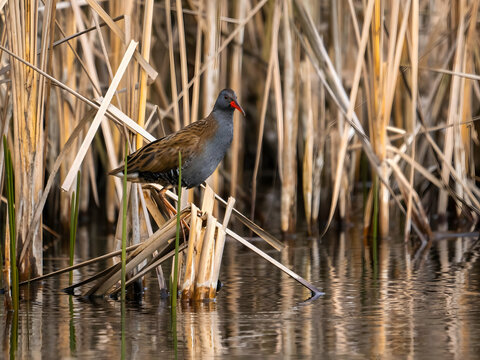 Red-billed coot standing on reeds in serene wetland habitat