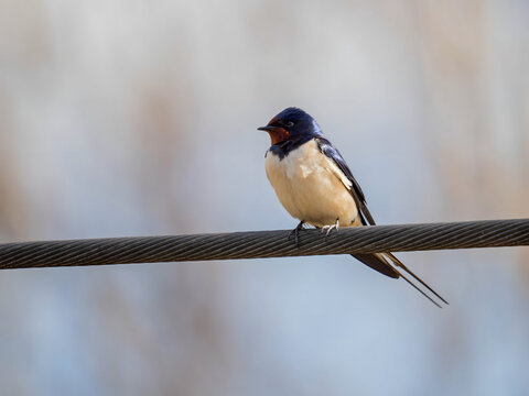 Bird perched on electric wire against soft background