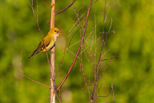 Vibrant yellow bird perched on bare branch singing sweetly