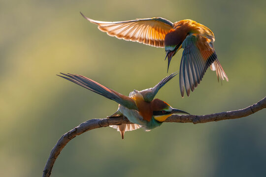 Vibrant bee-eater birds in flight on branch