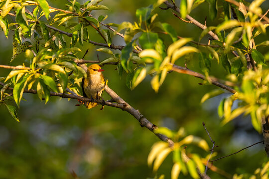 Small yellow bird perched on thin tree branch with green leaves