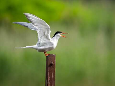 White tern bird perched on wooden post with wings spread