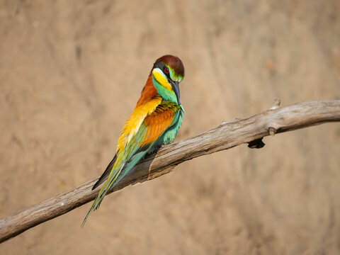 Vibrant European Bee Eater perched on branch with colorful pluma