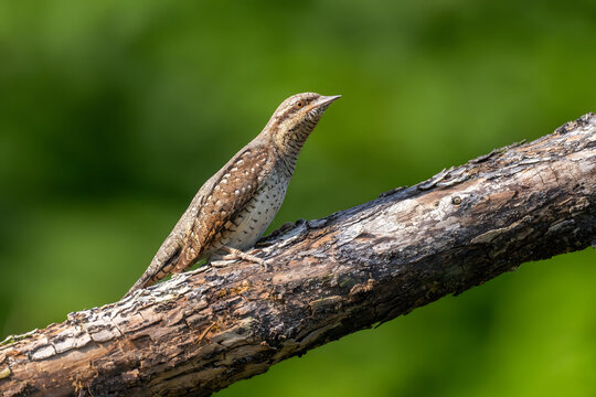 Brown spotted woodpecker perched on tree branch against green ba