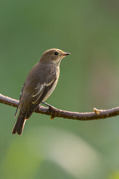Small bird perched on thin branch against green background