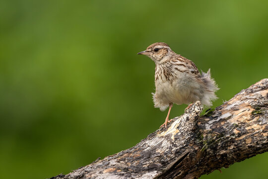 Small bird perched on branch against green background