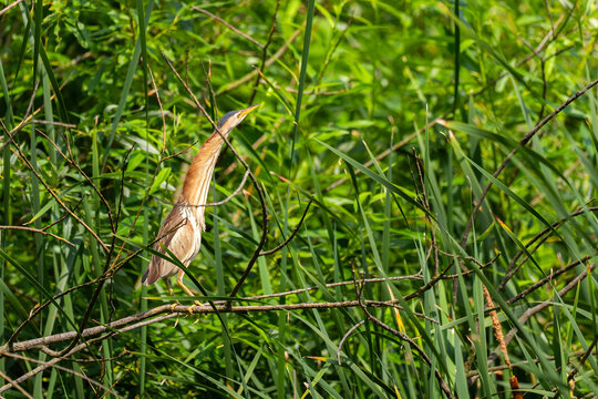 Least bittern perched on branch in lush green wetland vegetation