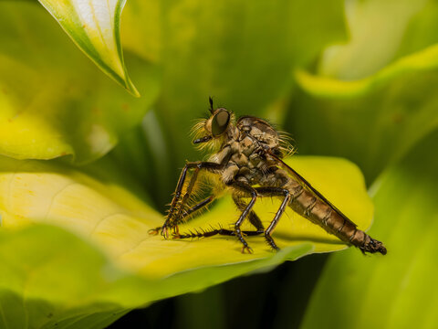Robber fly resting on green leaf in natural habitat