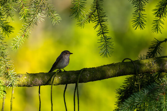 Small bird perched on mossy tree branch surrounded by lush green