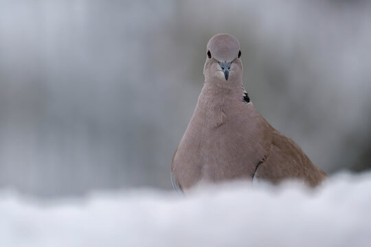 Mourning dove standing in snow looking directly at camera
