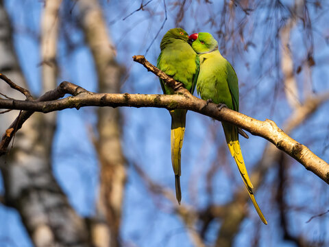 Two green parakeets affectionately perched on tree branch