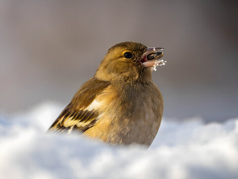Bird eating snow in winter landscape with mouthful of frosty fla