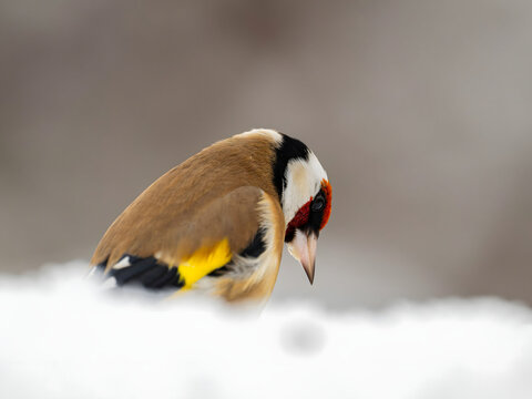 Vibrant goldfinch perched on snow with striking red and yellow f