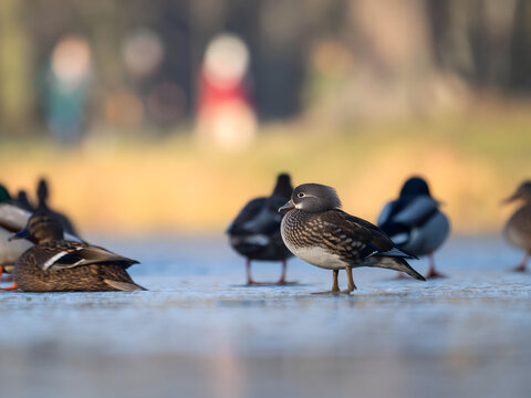 Ducks standing on frozen pond during winter morning