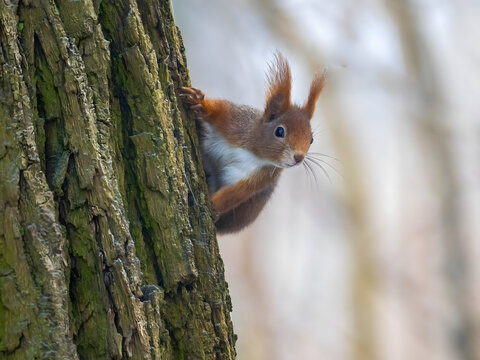 Cute red squirrel climbing down tree trunk with fluffy fur