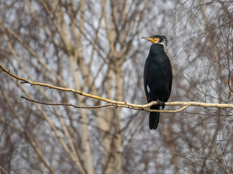 Black cormorant perched on bare tree branch in winter landscape