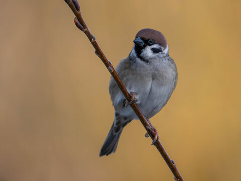 Small sparrow perched on thin branch against warm yellow backgro
