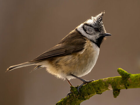 Crested tit perched on mossy branch with brown background