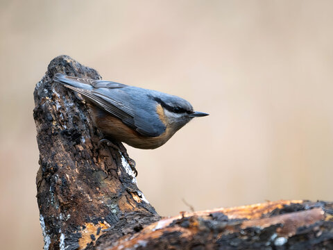 Small bird perched on tree stump in natural habitat
