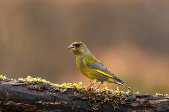 Vibrant greenfinch perched on mossy log in natural habitat