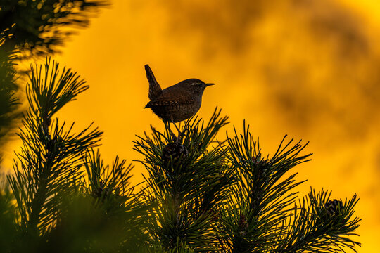 Brown bird perched on pine tree branch against vibrant yellow ba