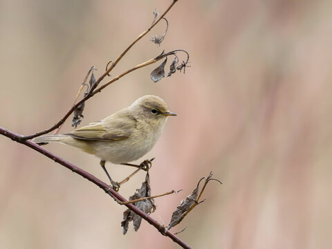 Small bird perched on thin branch with dried flowers