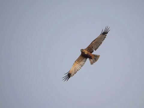 Majestic brown bird soaring through clear blue sky with wings sp
