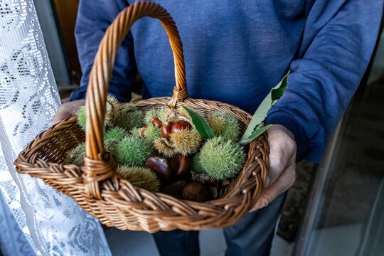 family gathering chestnuts in an autumn garden. Harvesting