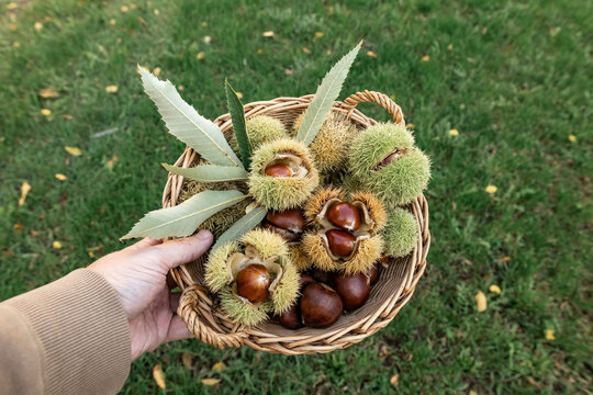 family gathering chestnuts in an autumn garden. Harvesting