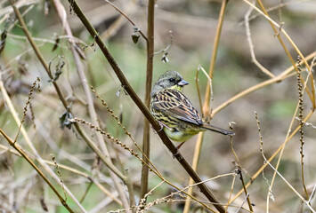 枯草に留まっているアオジ