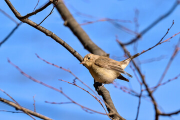 枝に留まっているニシオジロビタキ