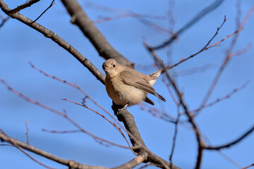 枝に留まっているニシオジロビタキ