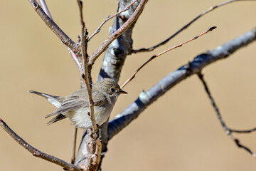 枝に留まっているニシオジロビタキ