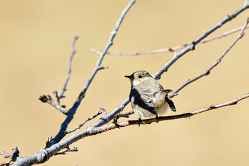 枝に留まっているニシオジロビタキ
