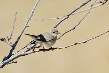 枝に留まっているニシオジロビタキ