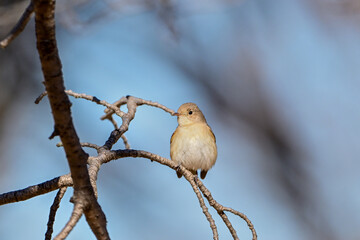 枝に留まっているニシオジロビタキ