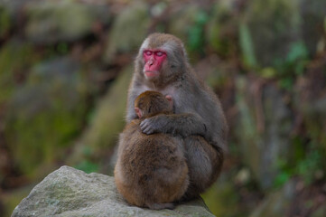 Obraz premium 高崎山自然動物園のニホンザル