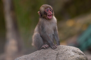 Fototapeta premium 高崎山自然動物園のニホンザル