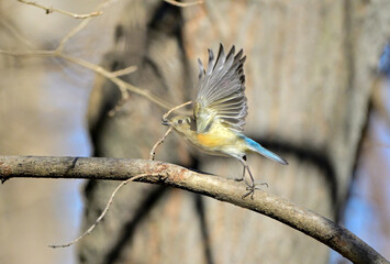 枝から飛び出すルリビタキ