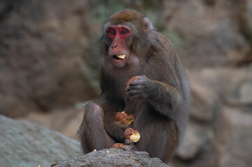 高崎山自然動物園のニホンザル