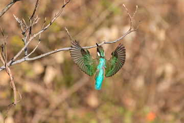 枝に留まろうとしているカワセミ