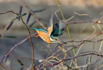 ノイバラの枝から飛び出すカワセミ