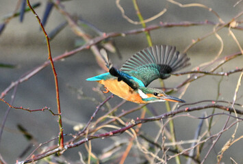 ノイバラの枝から飛び出すカワセミ