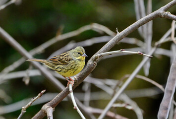 枯枝に留まるアオジ