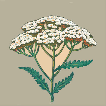 An illustration of a yarrow plant with white flowers and green leaves viewed from the front
