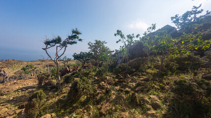 Obraz premium Rocky coastal hillside with shrubs and ocean horizon