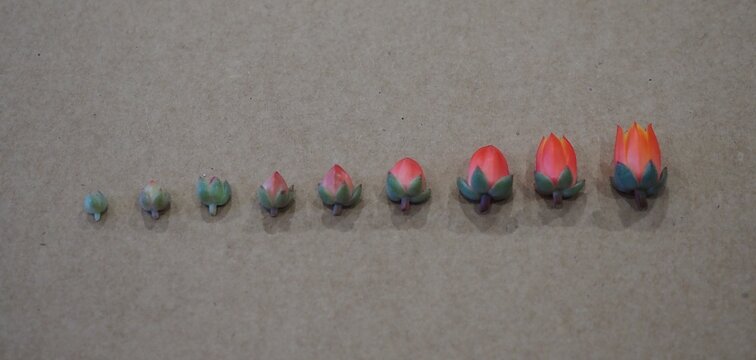 Echeveria 'Fabiola' mature succulent plant flowers