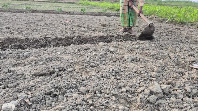 Professional RAW wide eye level shot from front of a farmer digging and making soil ridges with a hoe in Bangladesh, 4K UHD 30fps.