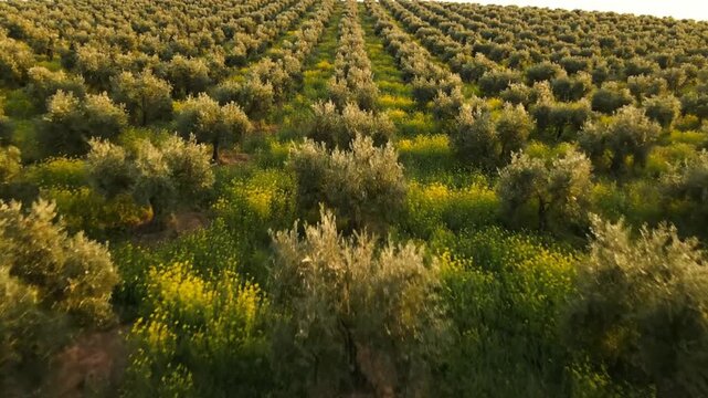 Aerial drone view of a Mediterranean landscape in spring with rows of green olive trees and wildflowers in a serene natural setting.