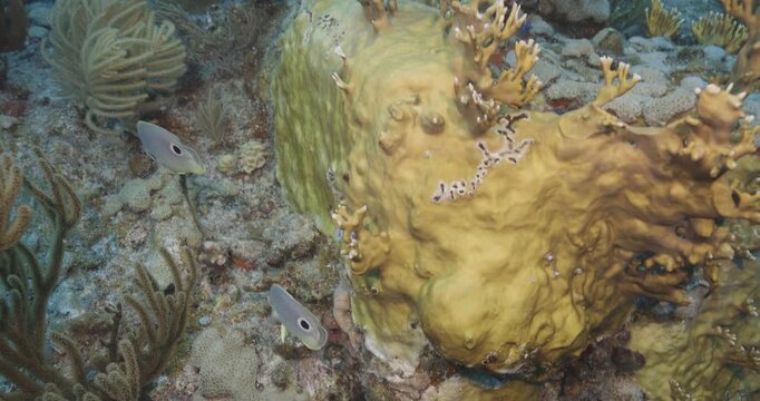 A tropical reef fish swims over a rocky seabed and scattered coral rubble in clear Caribbean waters near St Thomas in the British Virgin Islands.
